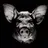CatatonicPig