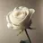 whiterose