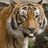 owl2tiger