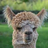 Lama