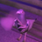zqfer