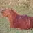 Capybara45