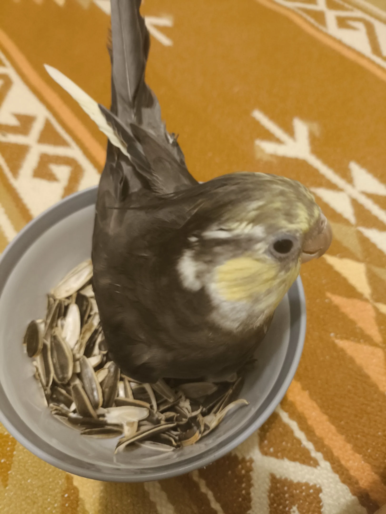 1000001534.webp