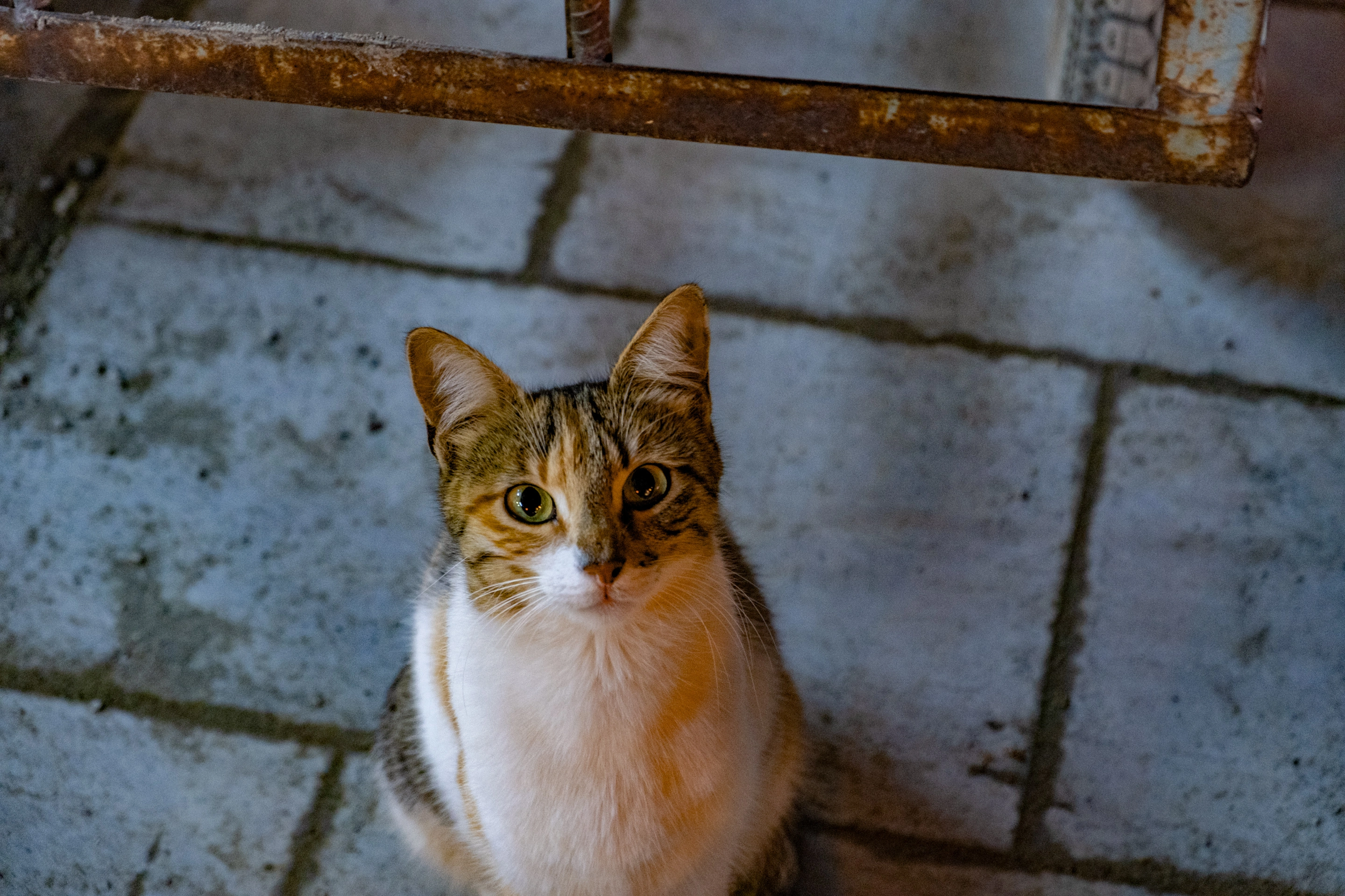 1000214802.webp