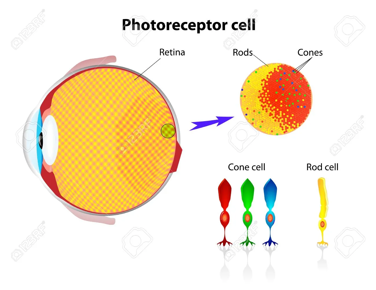 16049343-retina-rod-hücreleri-ve-koni-hücreleri-vektör-düzeninin-şematik-yapısı.webp