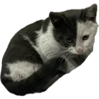 1731525624860.webp