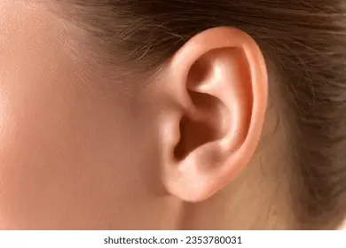 1739993402075.webp