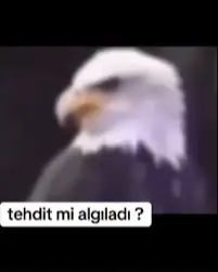 1744816829774.webp