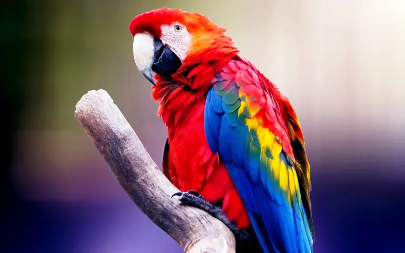 1748960964494.webp