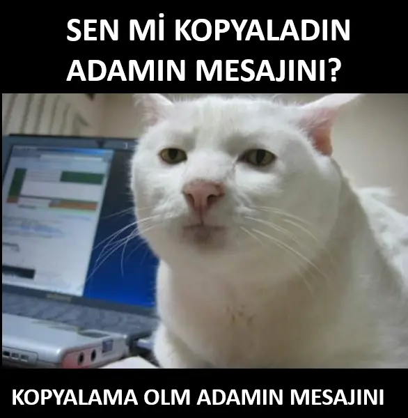 1751406572108.webp