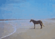 1762587249829.gif