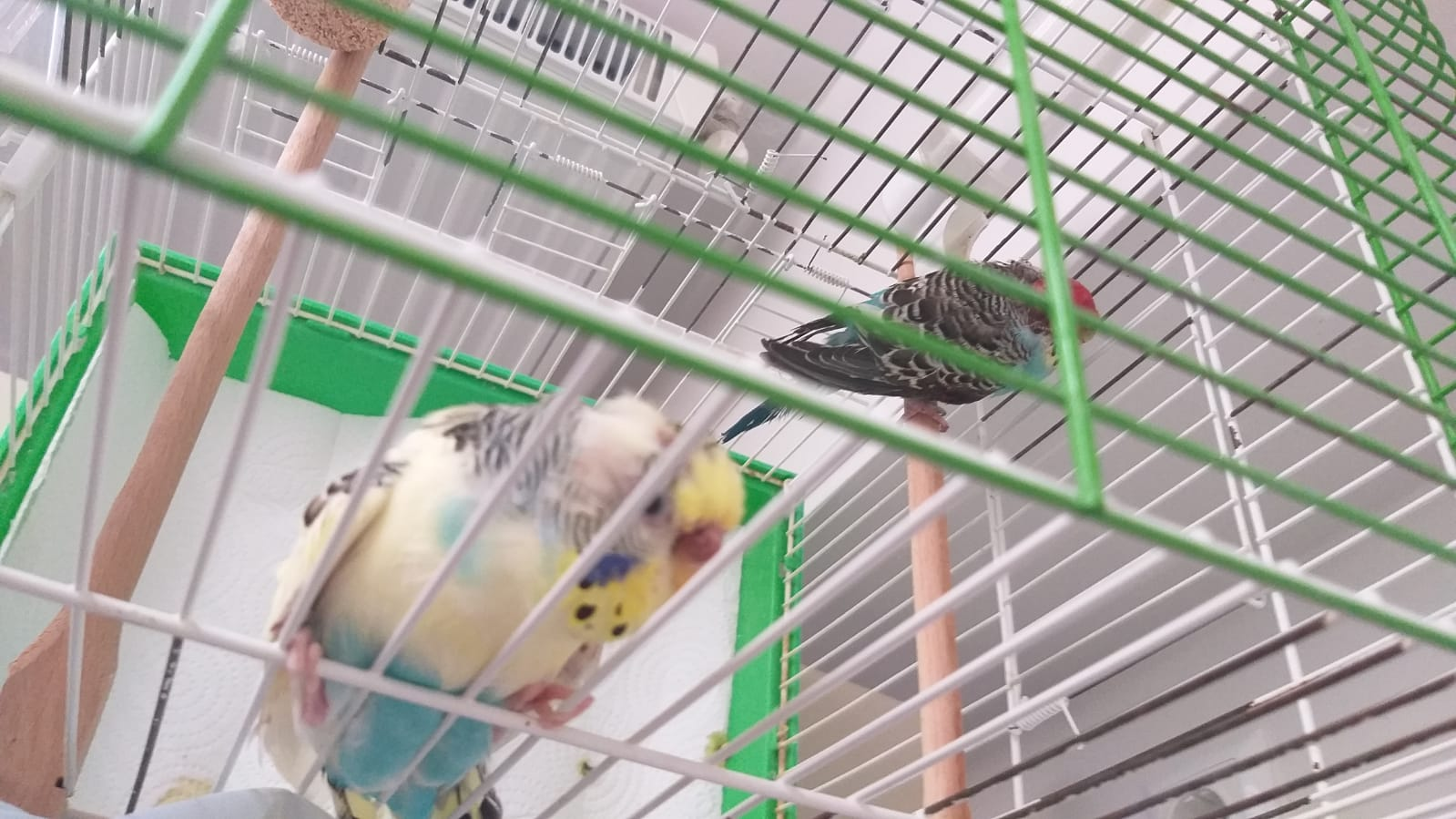 1777963004789.webp