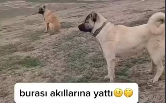 1792701229518.webp