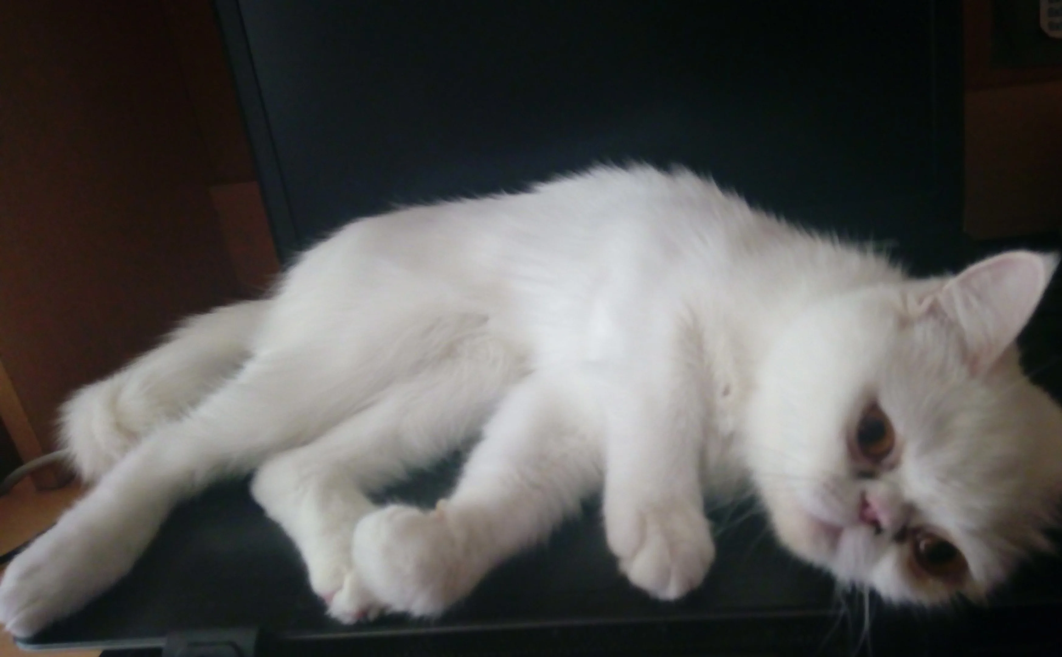 184.webp