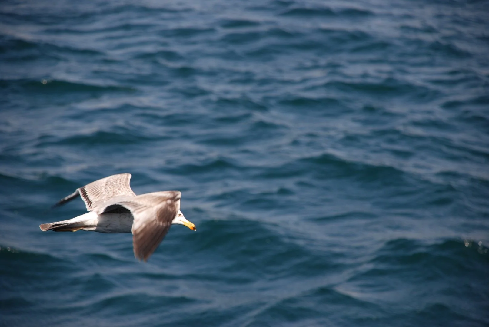20090411092856_DSC_0345.webp