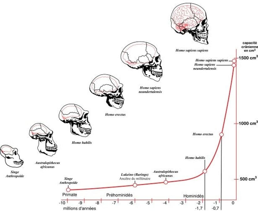 42093728_brainevolutionjpg.webp