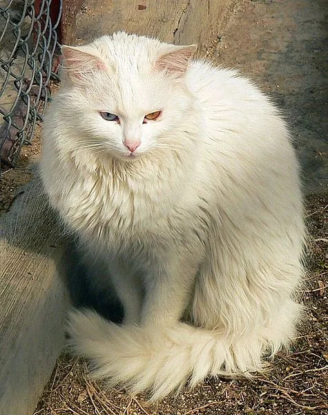 475px-Odd-eyed_Angora.webp