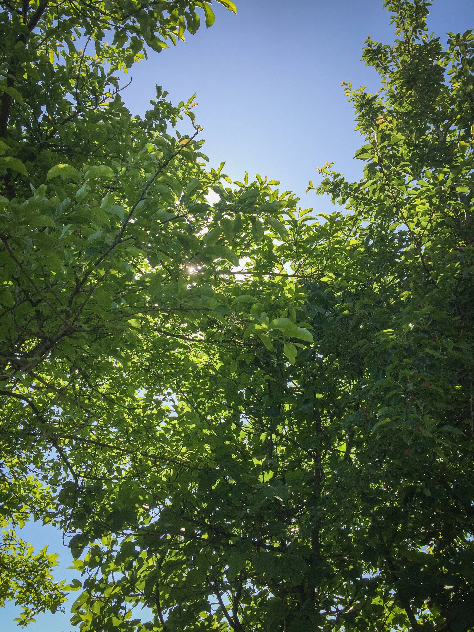 APC_0005.webp