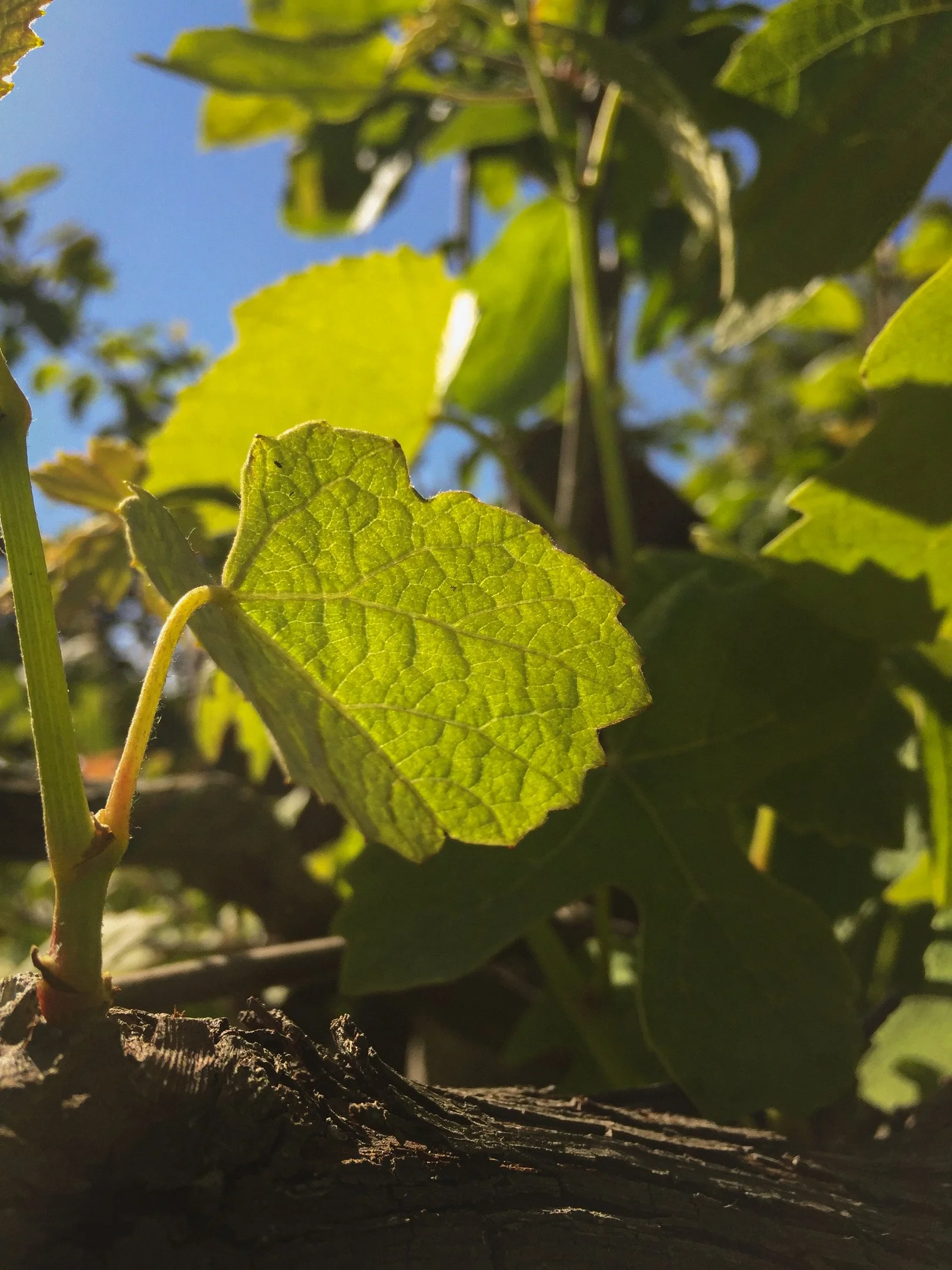 APC_0007.webp