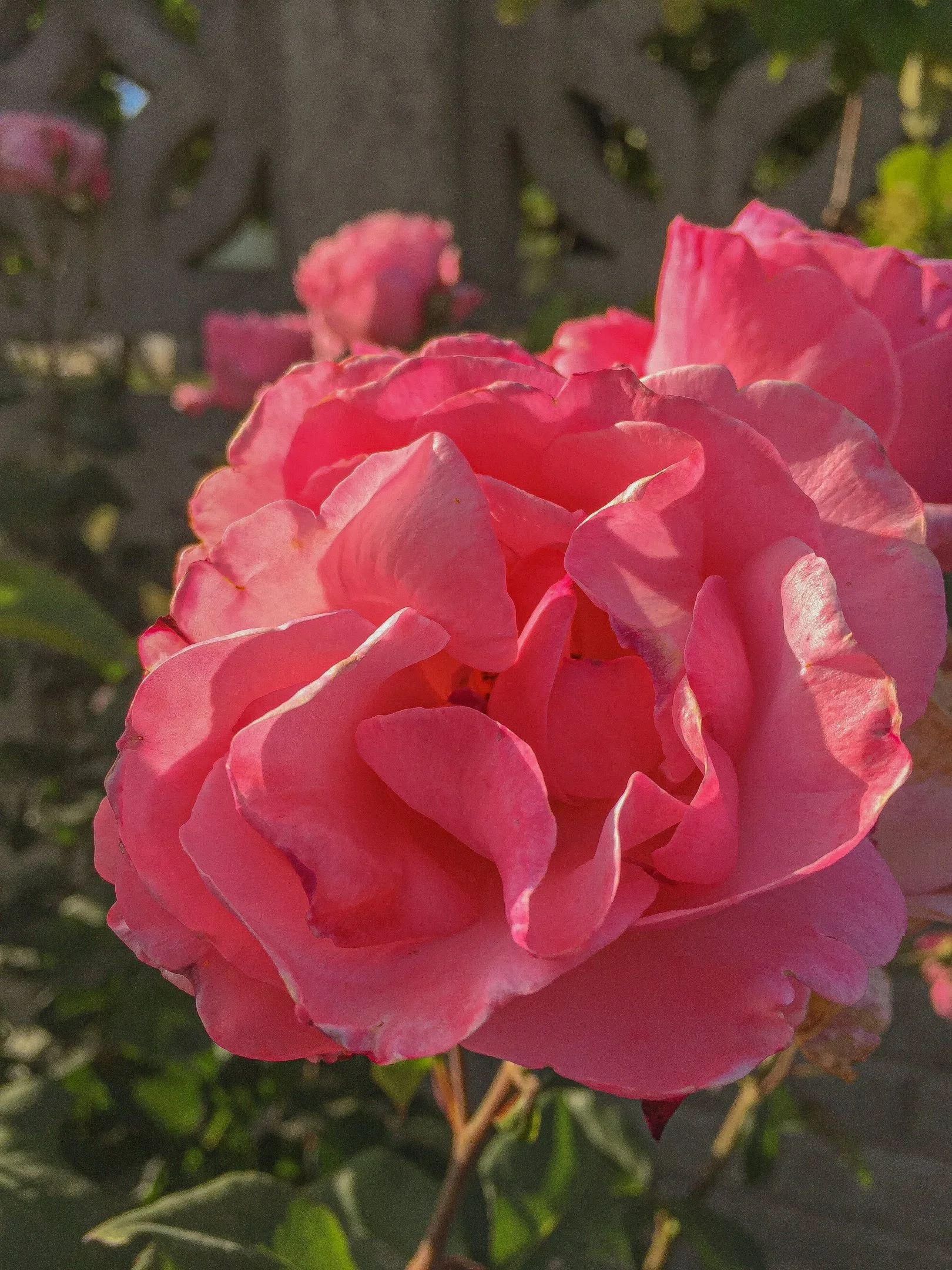 APC_0038.webp