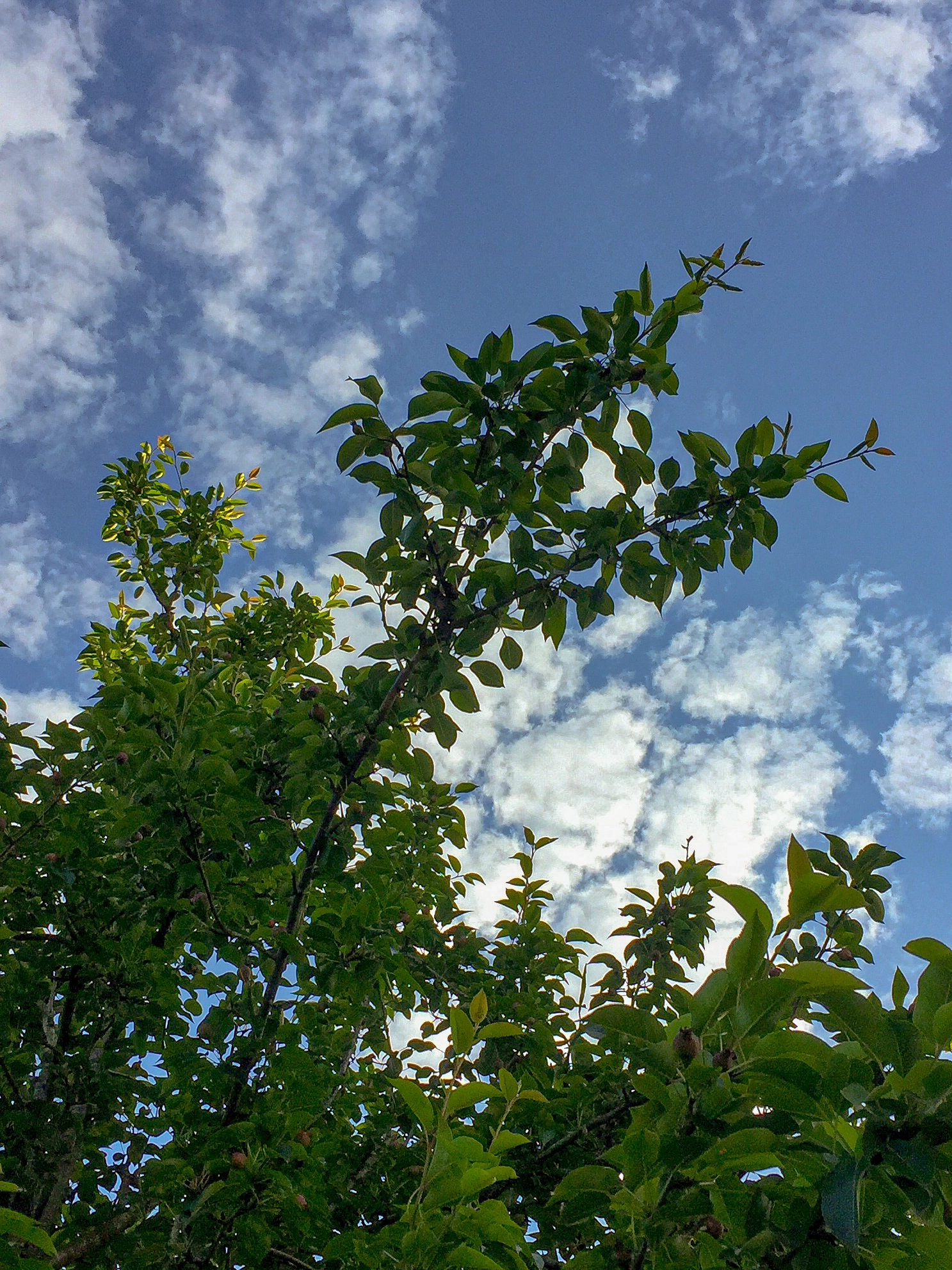 APC_0047.webp