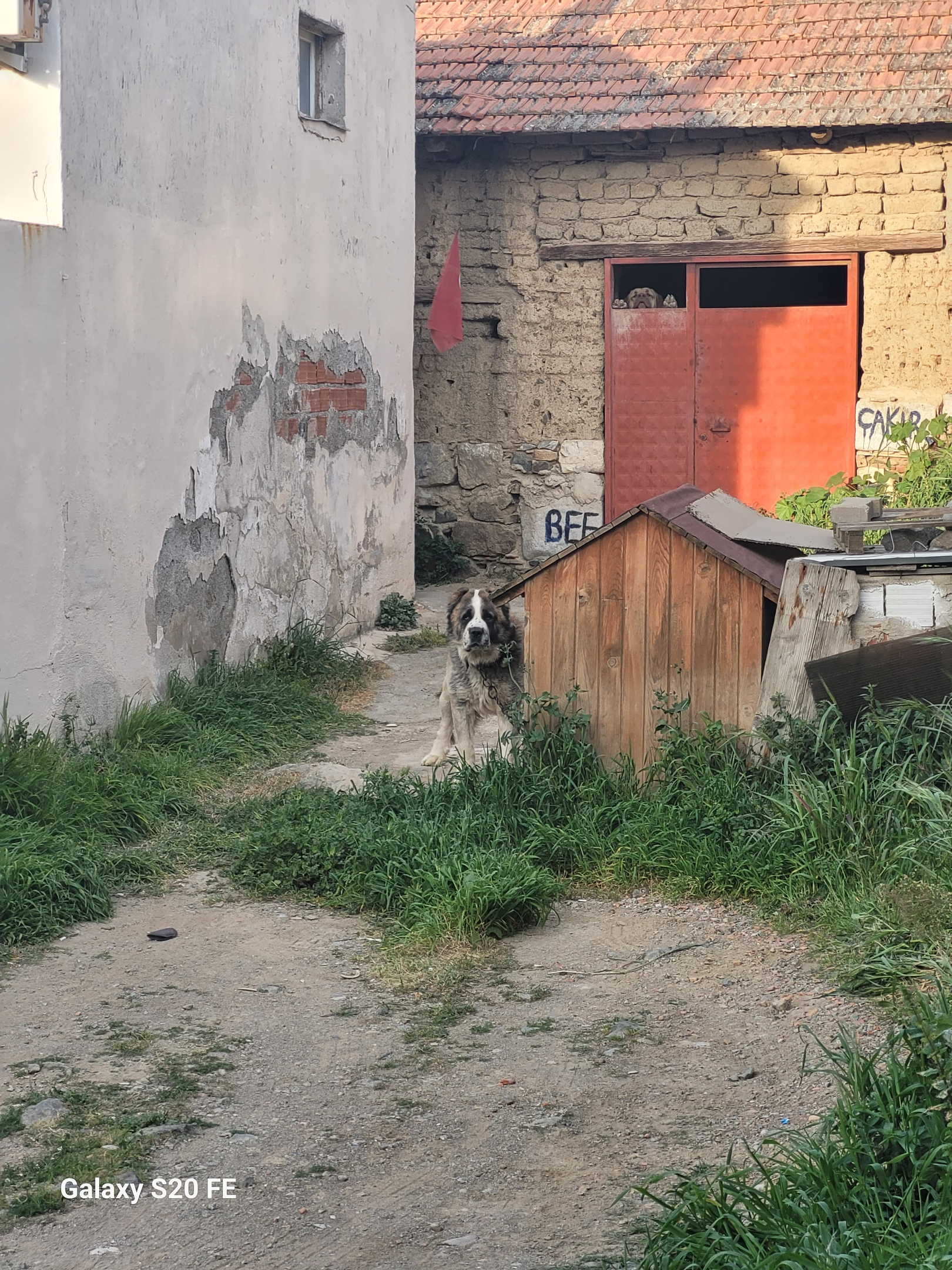 buyukkopek.webp