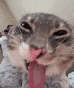 cat-cat-with-tongue.gif