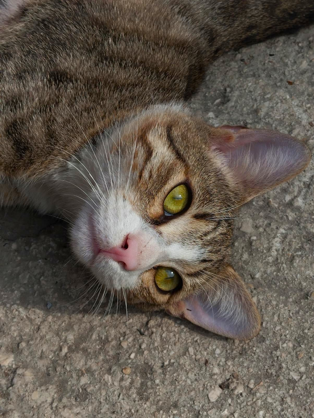 Cat photo by Keroxea.webp
