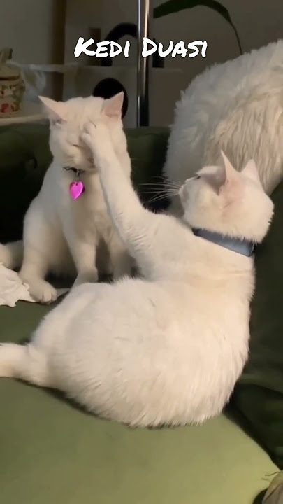 cat.webp