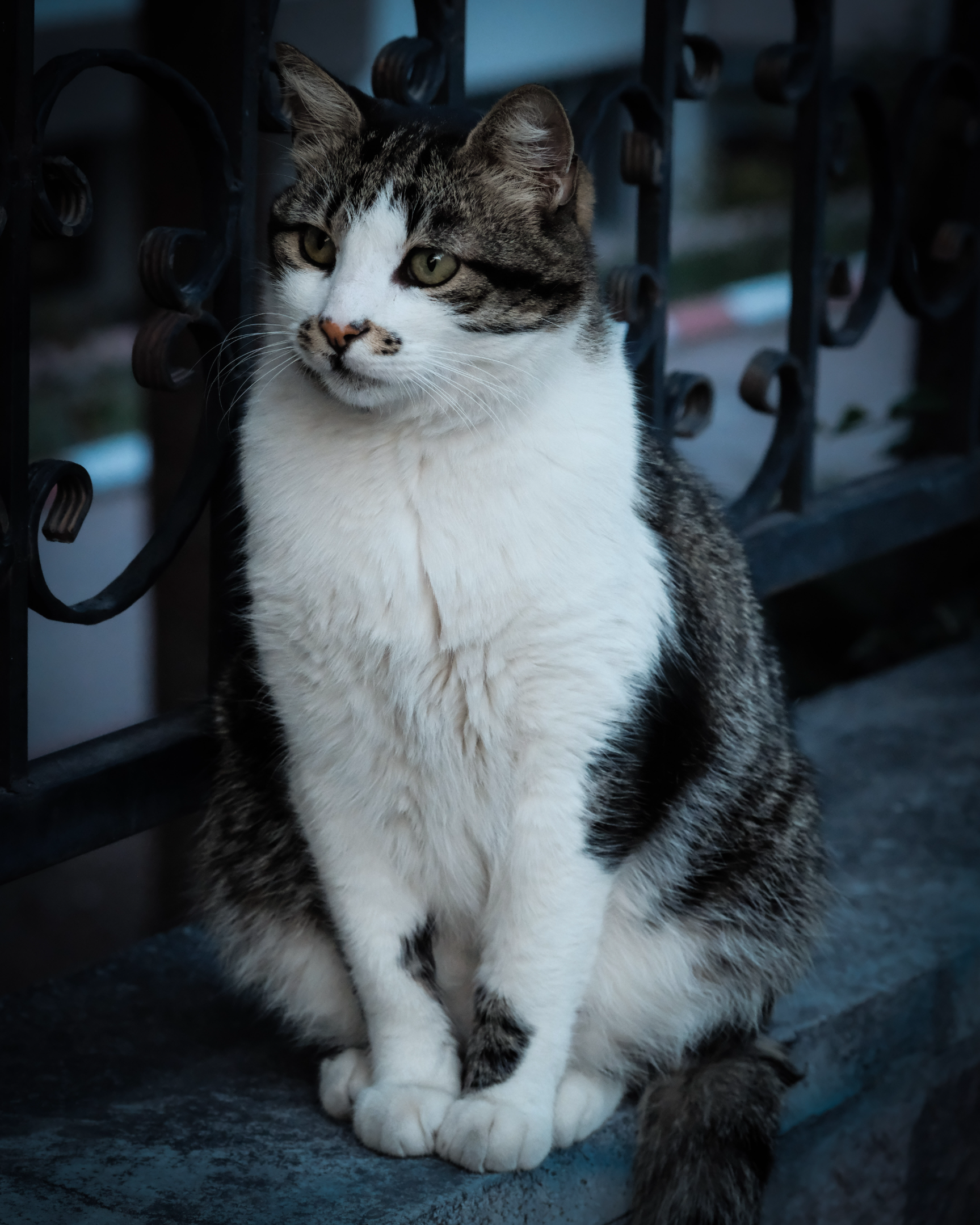 cat1.webp