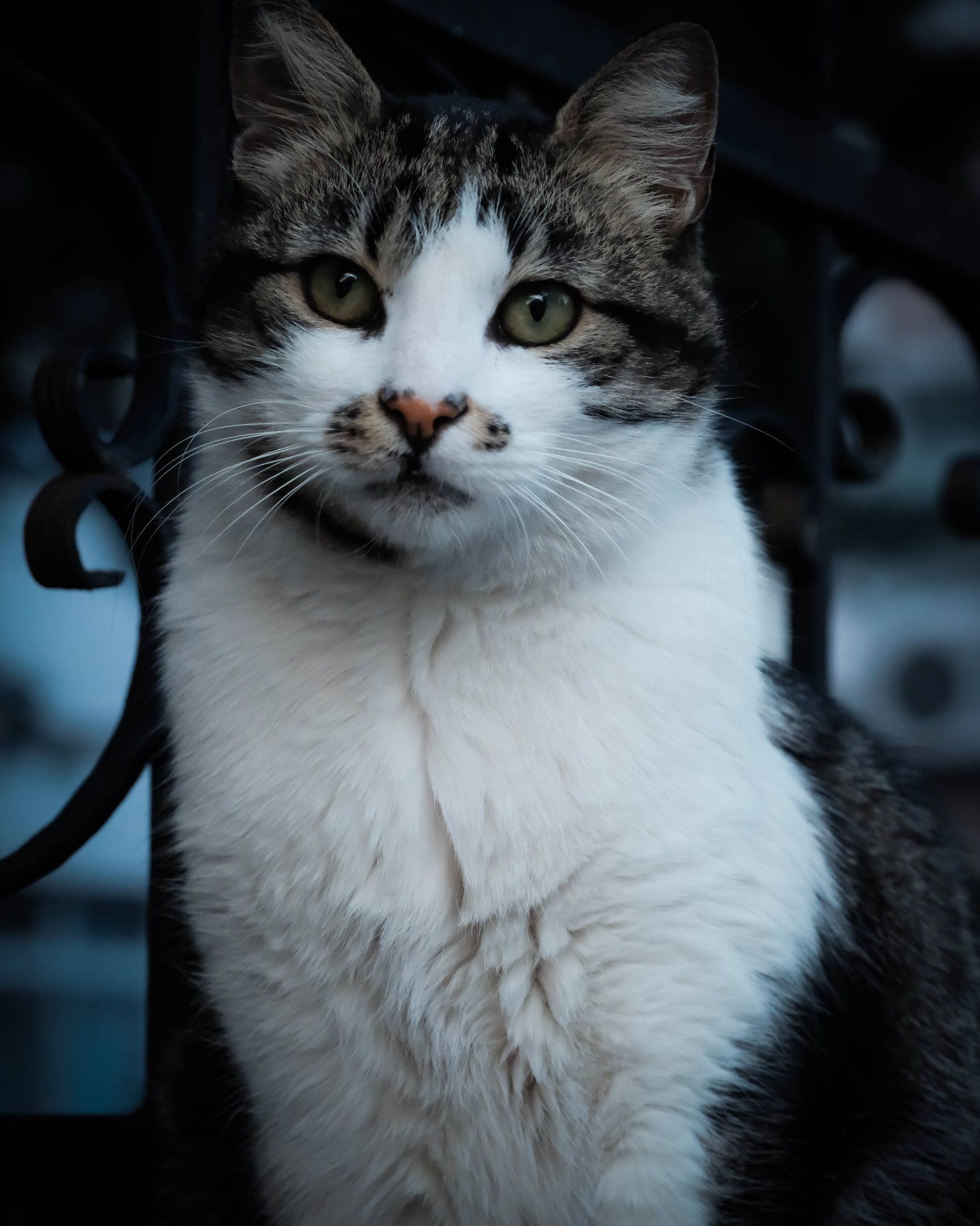 cat2.webp