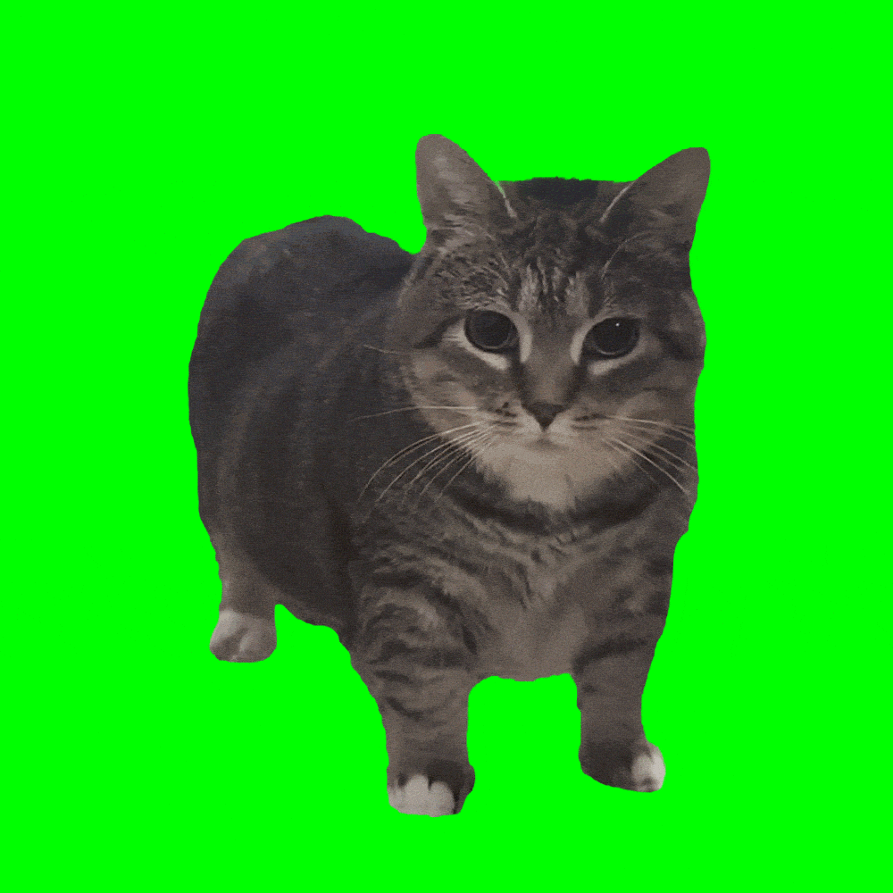 CatFestivalGIFbyWW-ezgif.com-optimize.gif