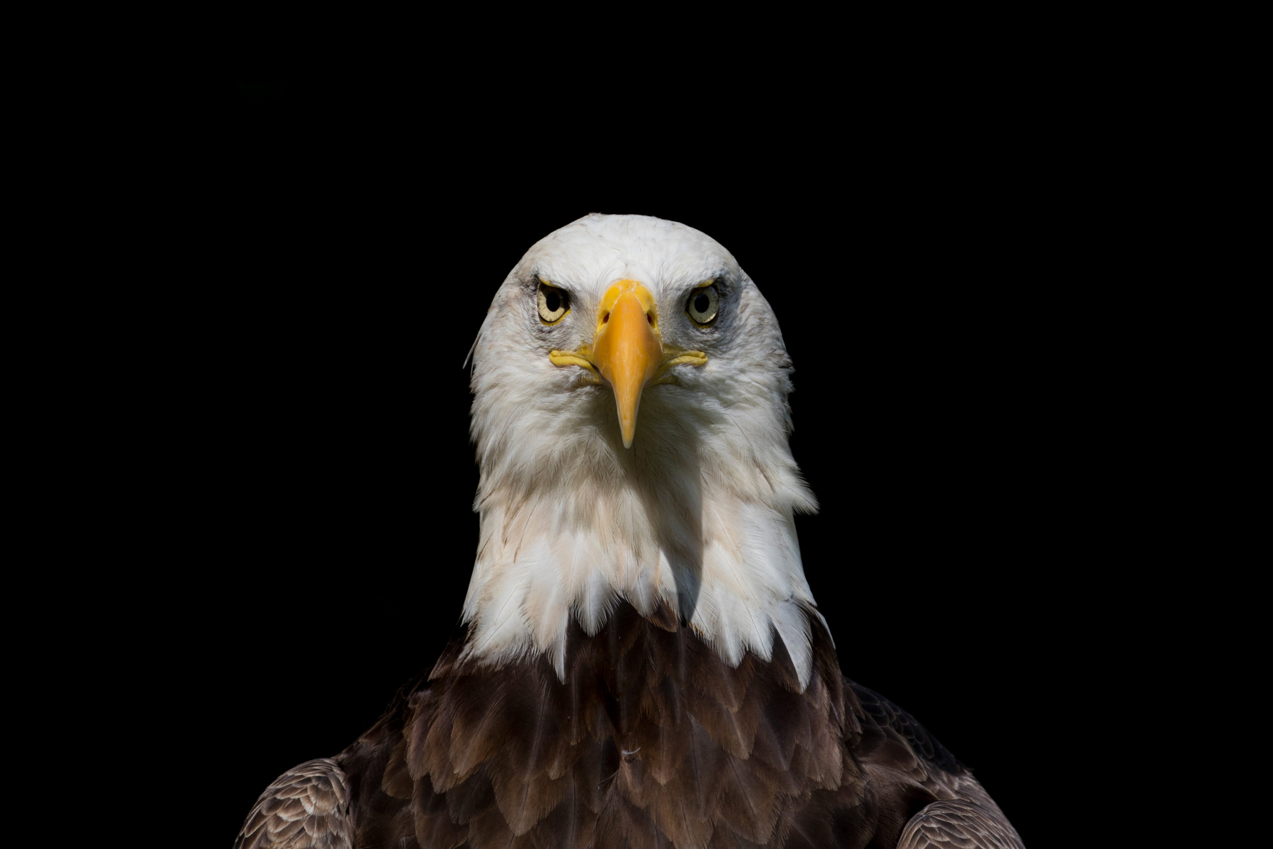 Challenger-Gena-2-V2-copy-scaled.webp