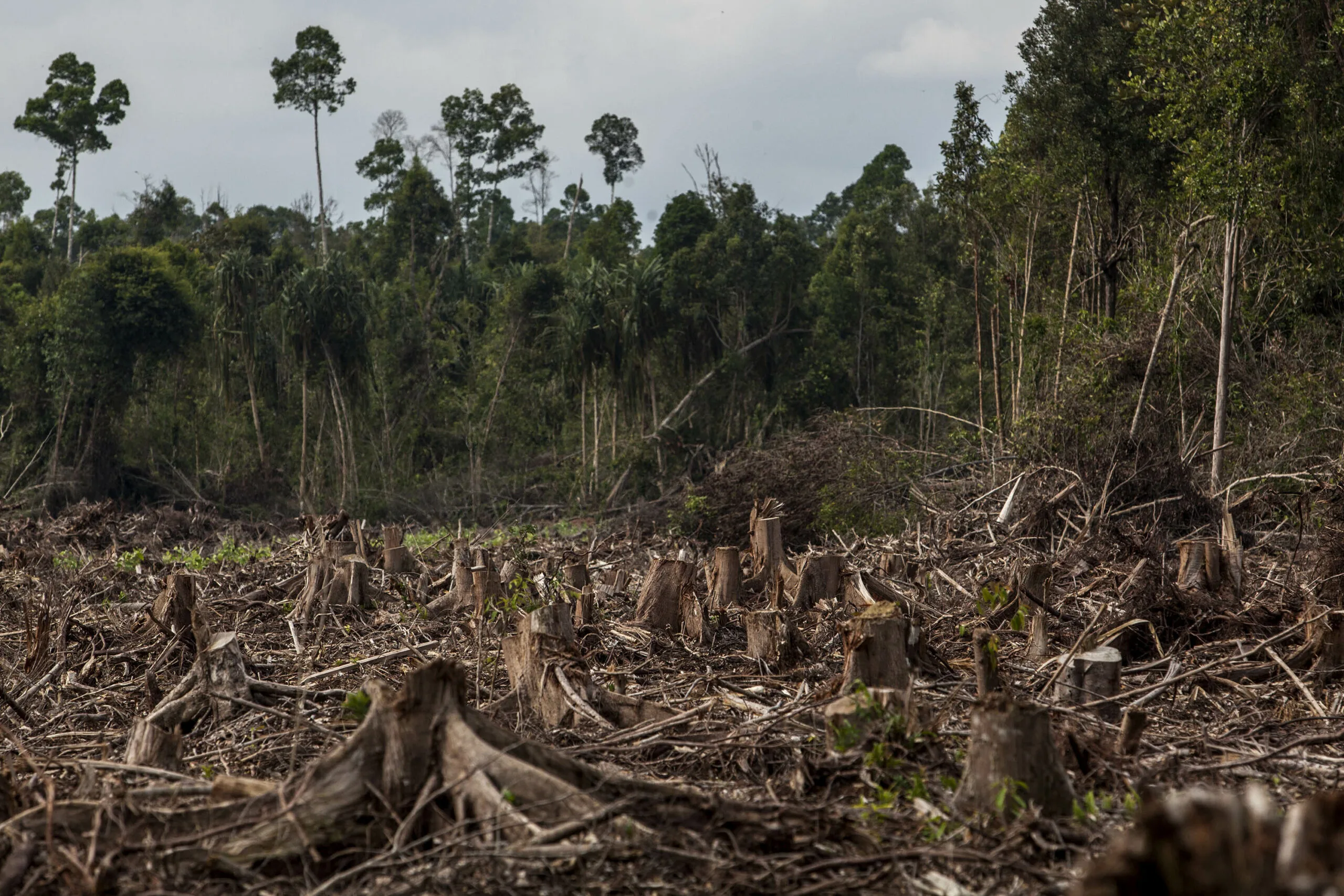 deforestation_ulet-ifansasti-getty-scaled.webp
