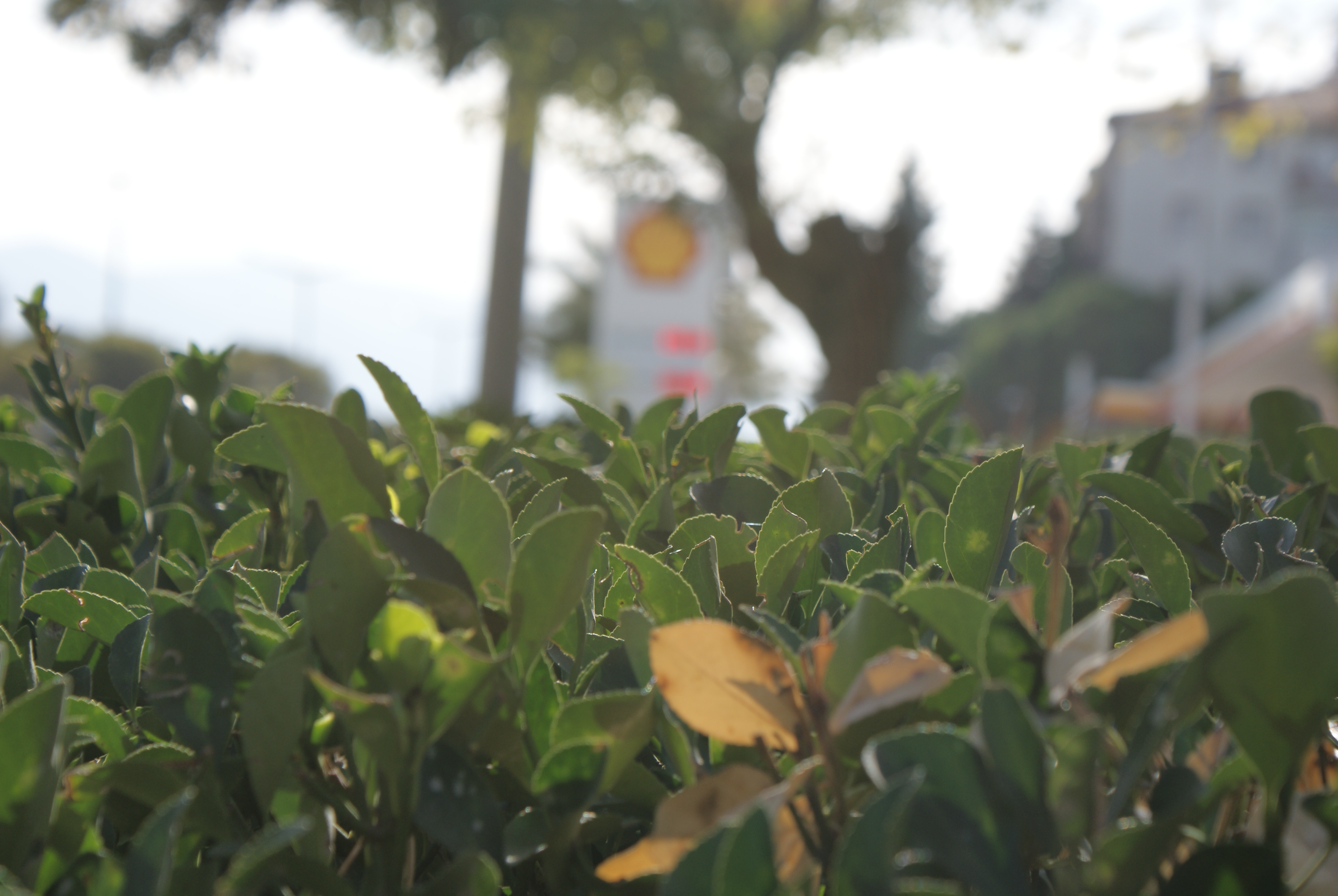 DSC03169.webp