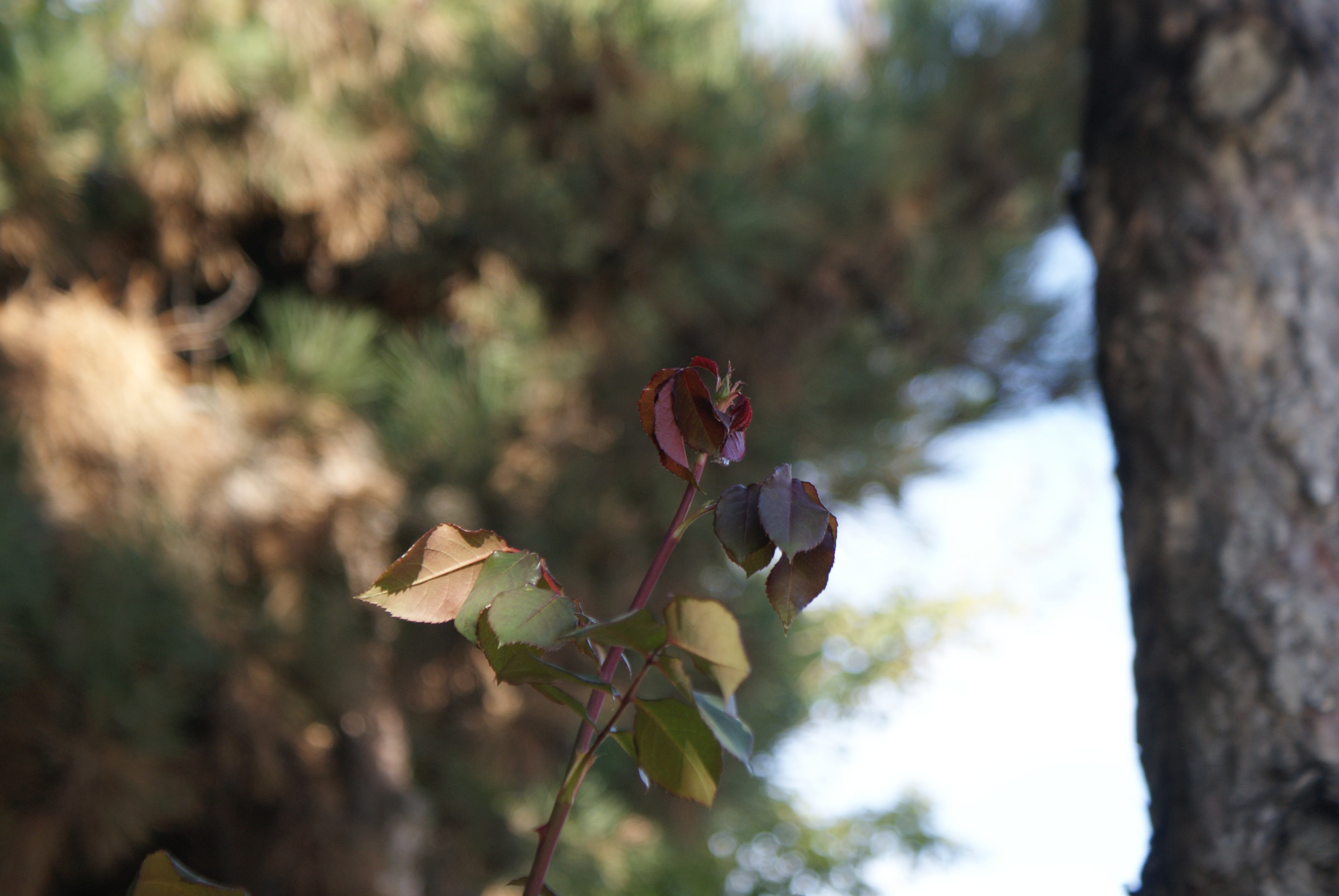 DSC03208.webp