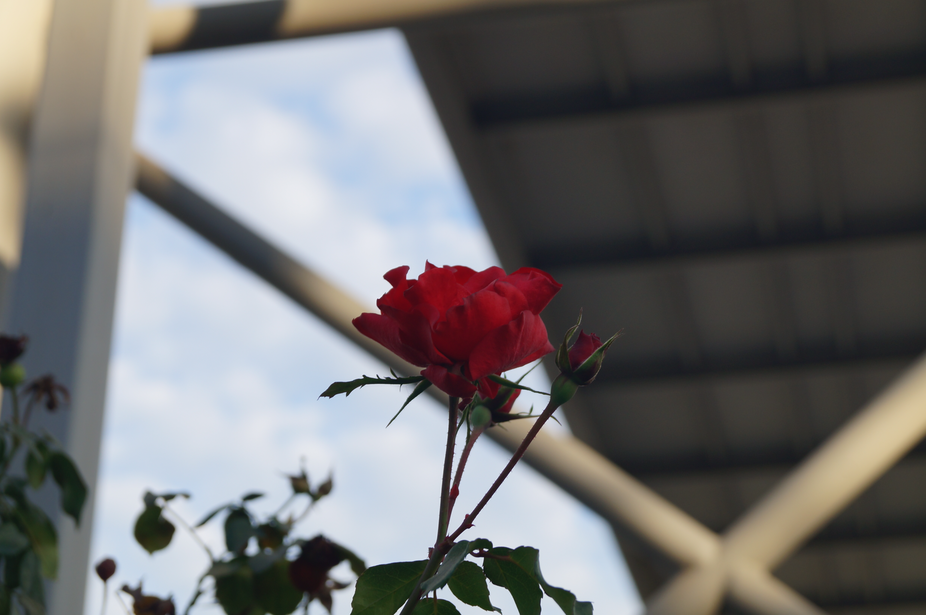 DSC05381.webp