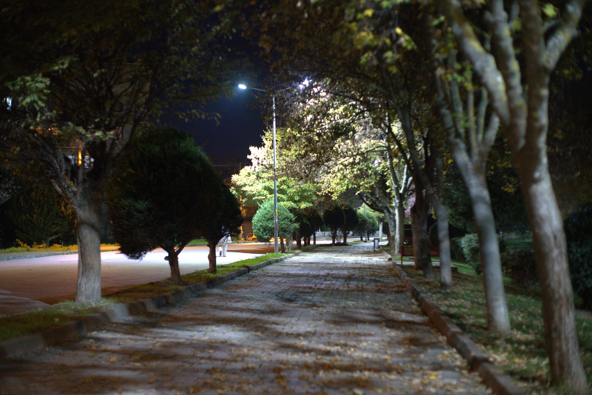 DSC063351212.webp