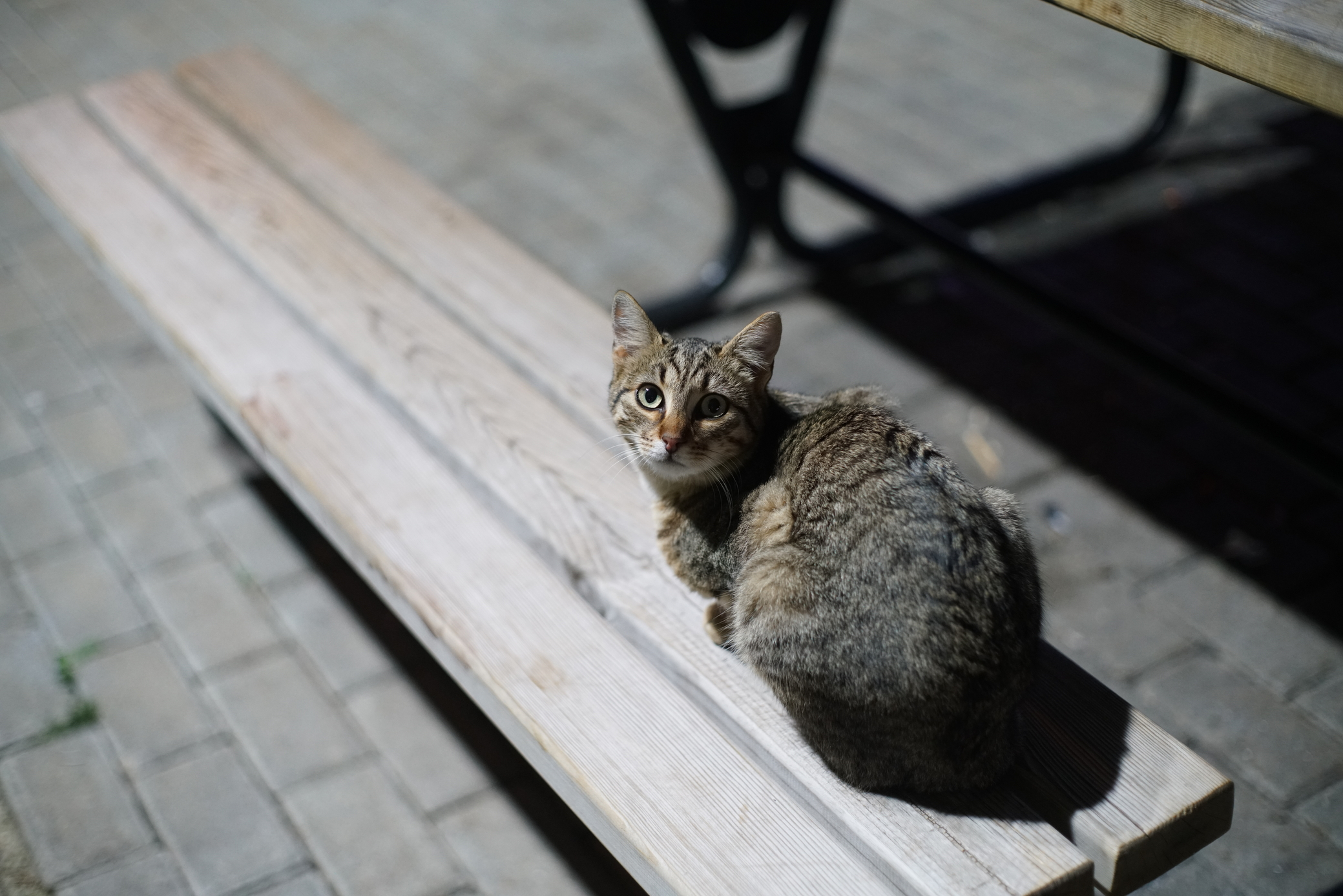 DSC06398.webp