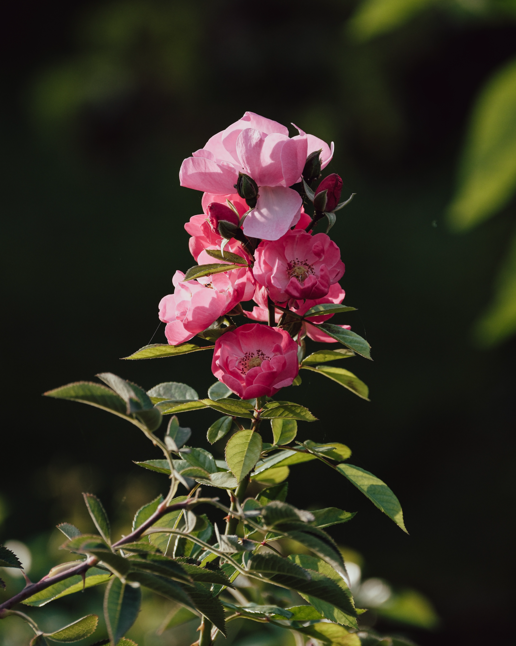 DSCF0626.webp