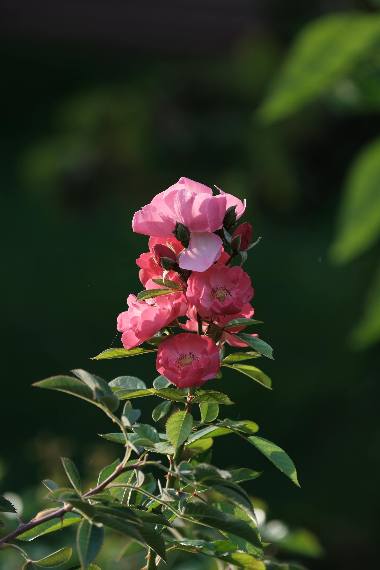 DSCF0626.webp