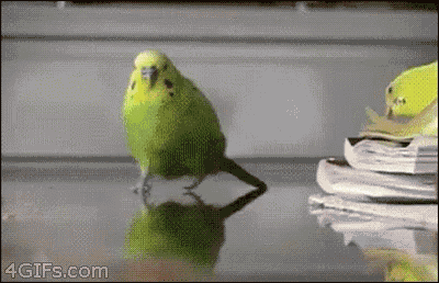 explosion-action.gif