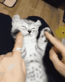 funny-animals-kittens.gif