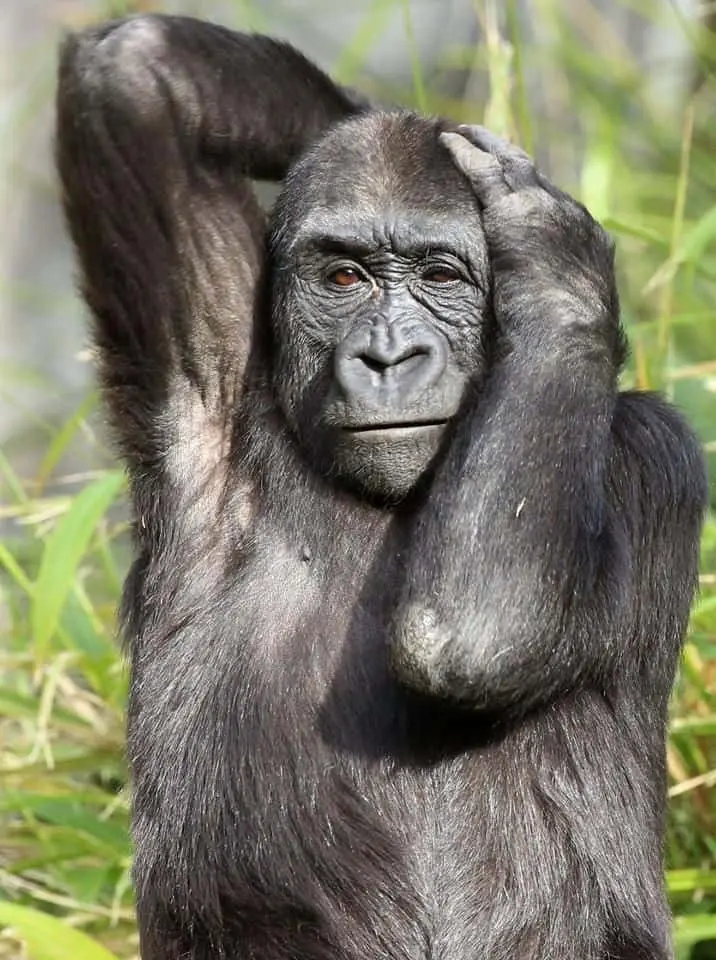 funny-monkey-pictures-3y1bytk31kmihkzw.webp