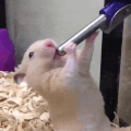 GIF.gif