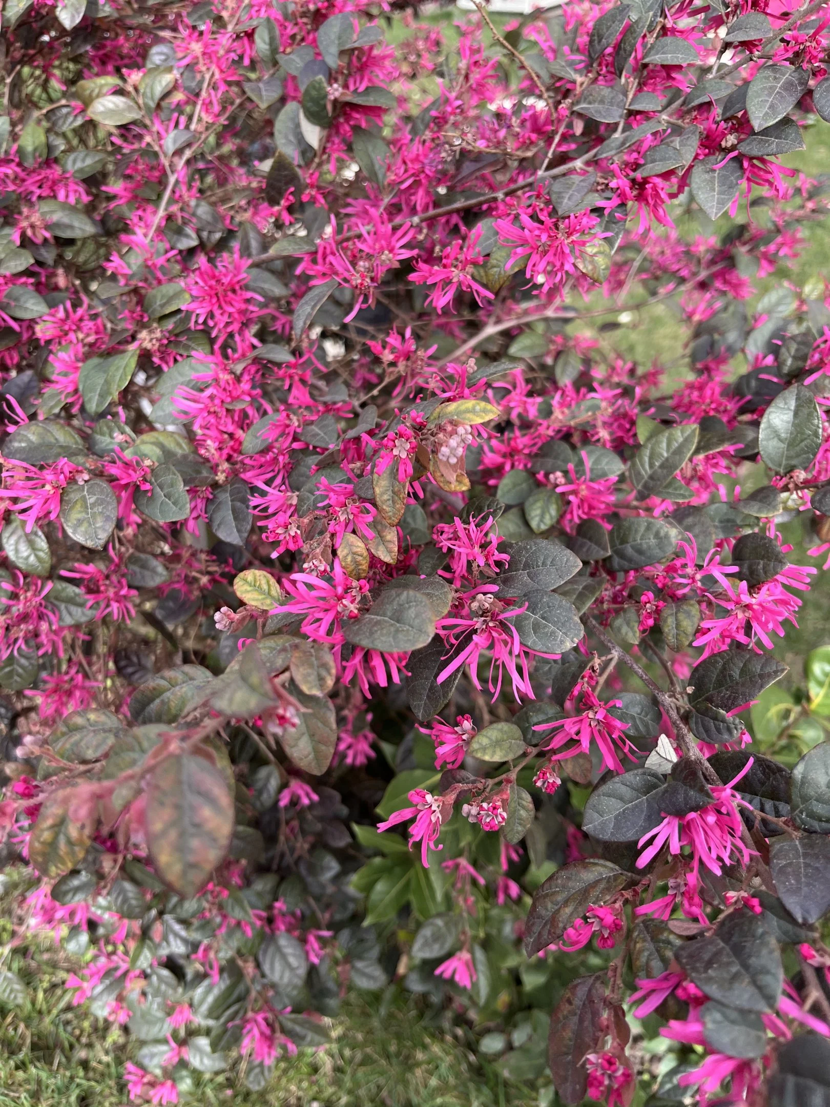 IMG_0629.webp