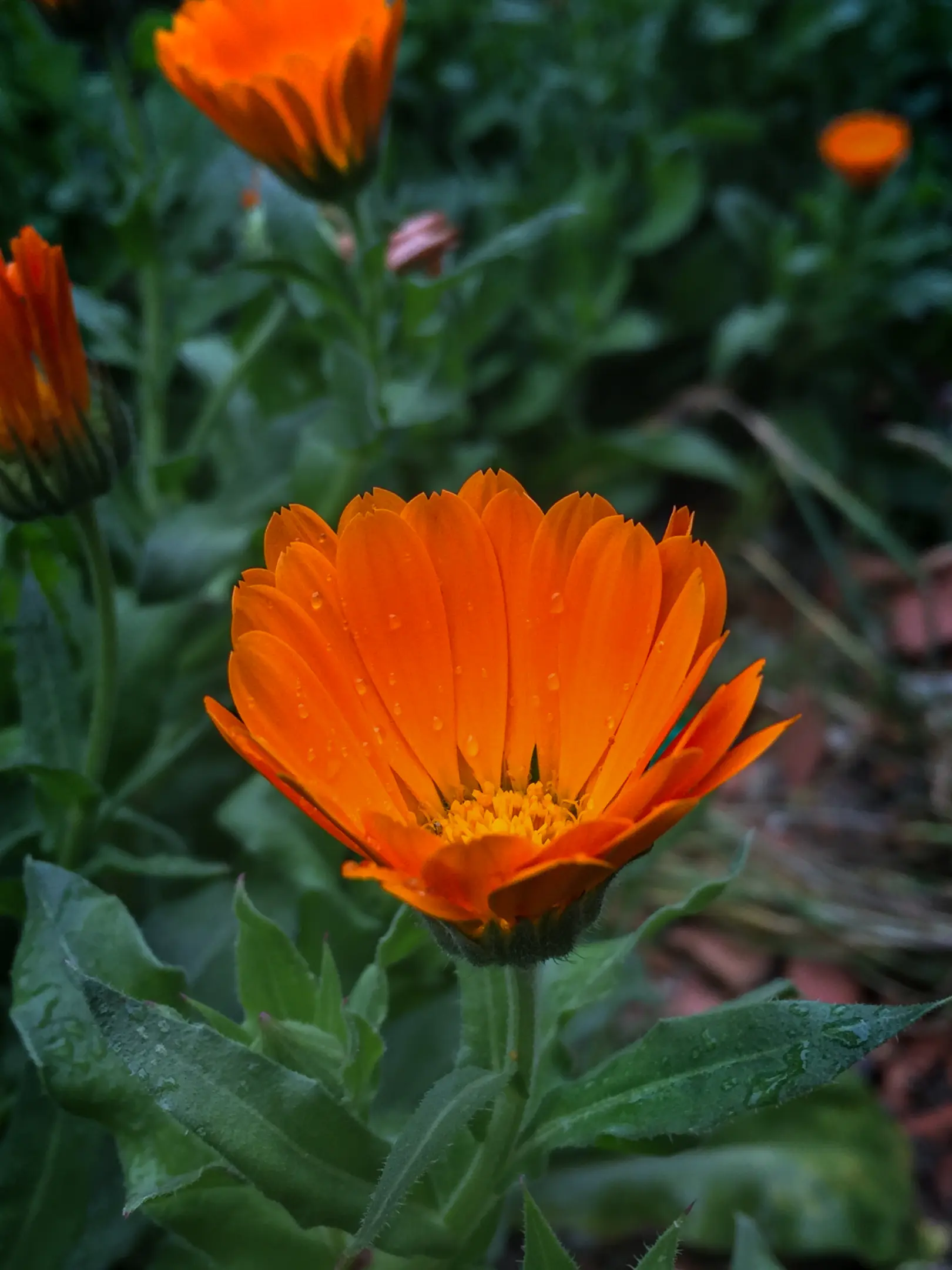 IMG_1208.webp