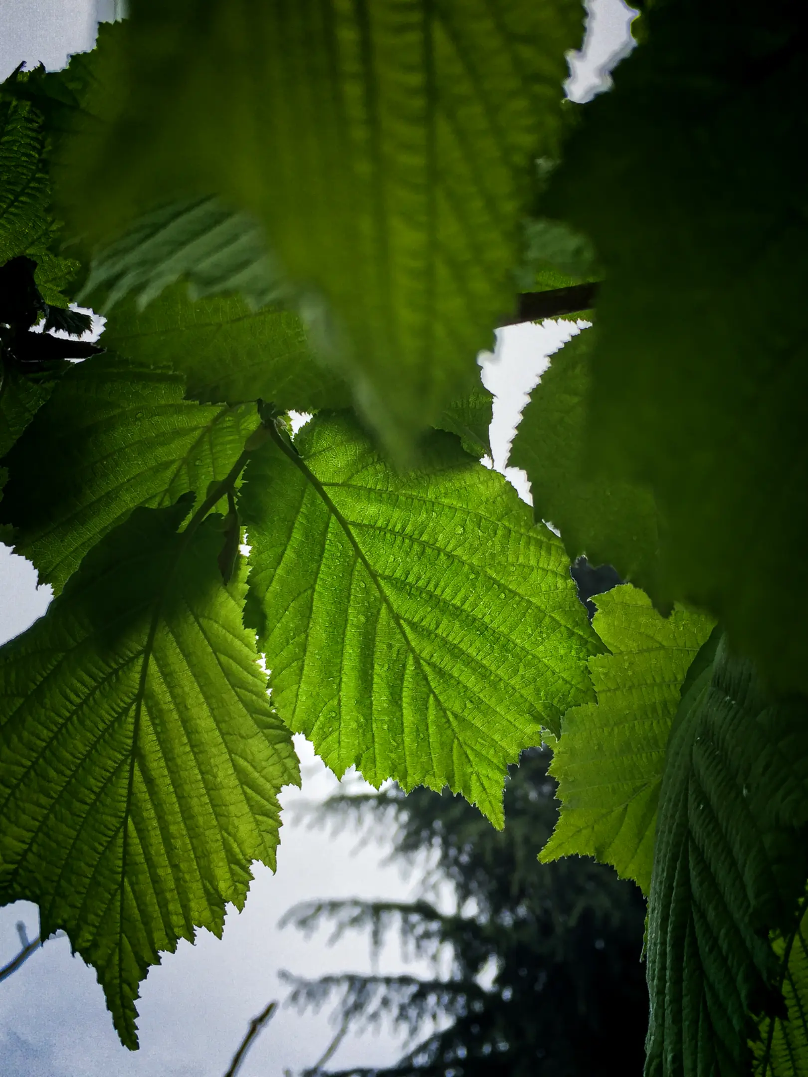 IMG_1228.webp