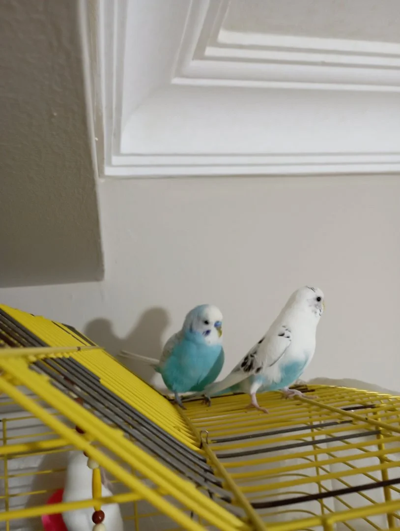 IMG_20240128_184700.webp