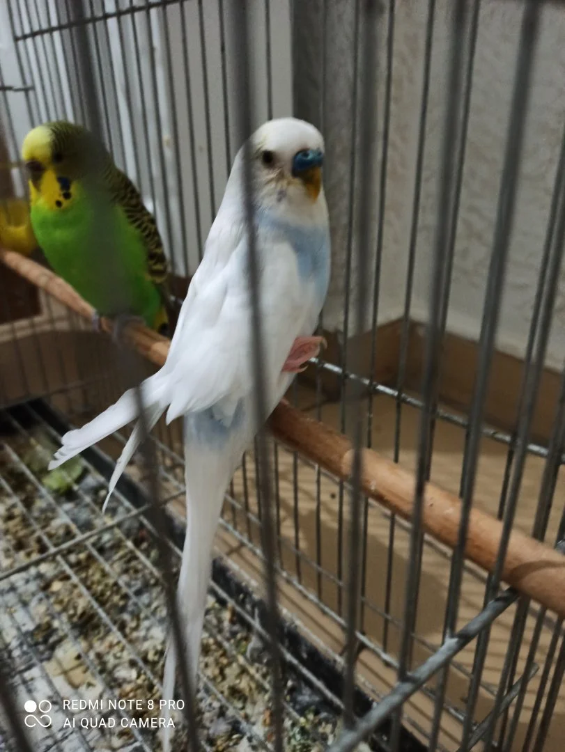 IMG_20240316_193730.webp